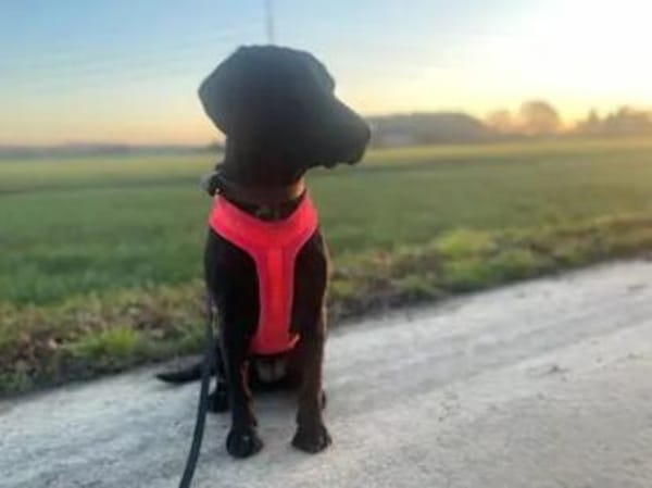 MIRELLA - eine schwarze Schönheit