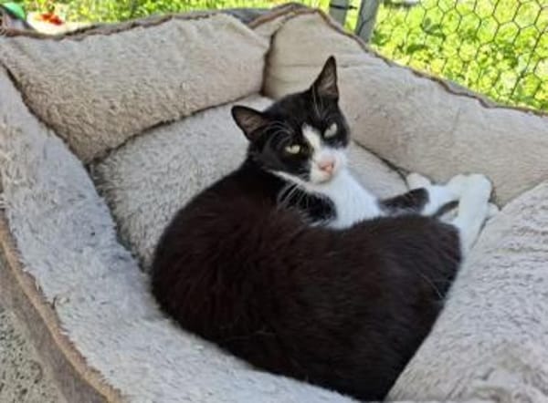 Alvira ein freundliches Katzenmädel