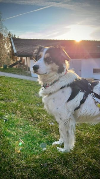 Penelopa ❤Hübsche Hündin sucht Familie