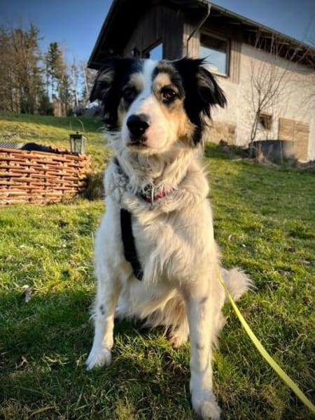 Penelopa ❤Hübsche Hündin sucht Familie