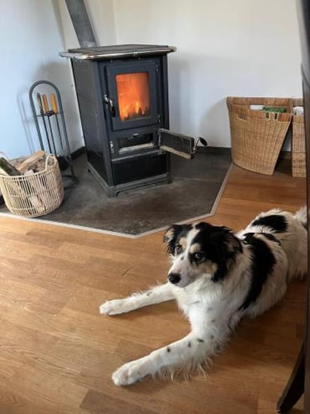 Penelopa ❤Hübsche Hündin sucht Familie