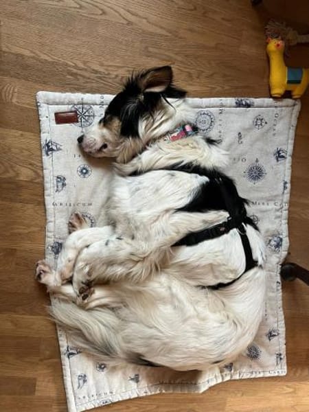 Penelopa ❤Hübsche Hündin sucht Familie