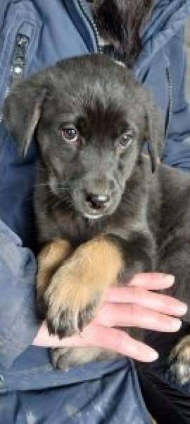 Nesra 34 cm (Mrz 26) Pflegestelle