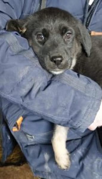 Nesra 34 cm (Mrz 26) Pflegestelle