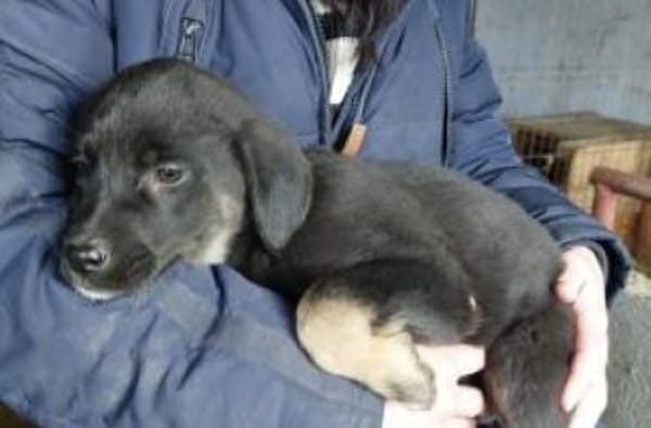 Nesra 34 cm (Mrz 26) Pflegestelle