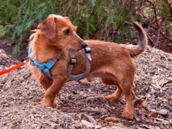 SARDEDDU - auf PS in München