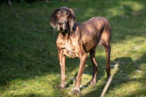 BIRKO - unser liebenswerter Hundesenior