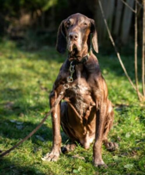 BIRKO - unser liebenswerter Hundesenior