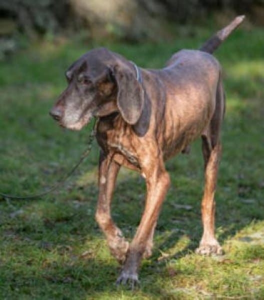 BIRKO - unser liebenswerter Hundesenior