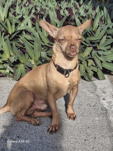 COCO, le pinscher créole