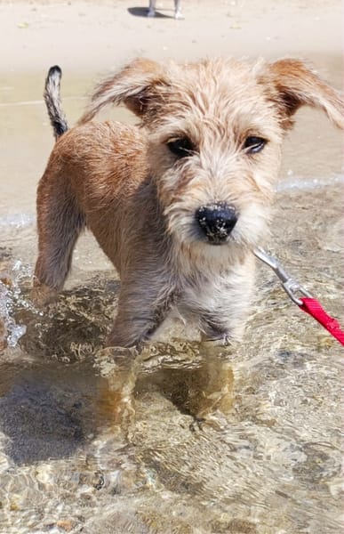 Noisette, l' exploratrice