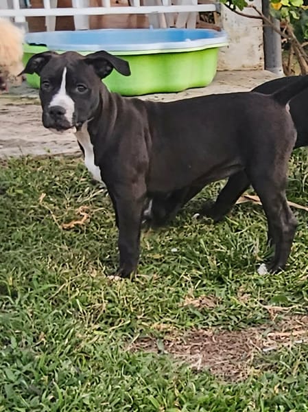 Bria, la boule d'énergie