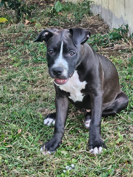 Bria, la boule d'énergie