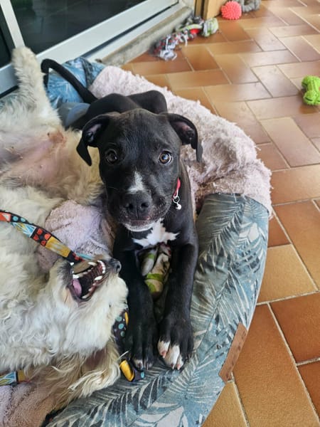 Snoopy le petit coeur tout doux