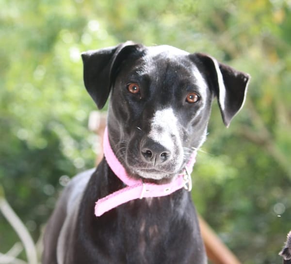 USLA, Femelle junior Berger Créole