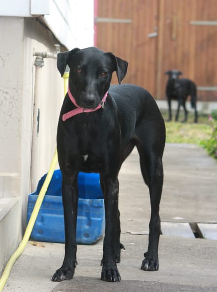 USLA, Femelle junior Berger Créole