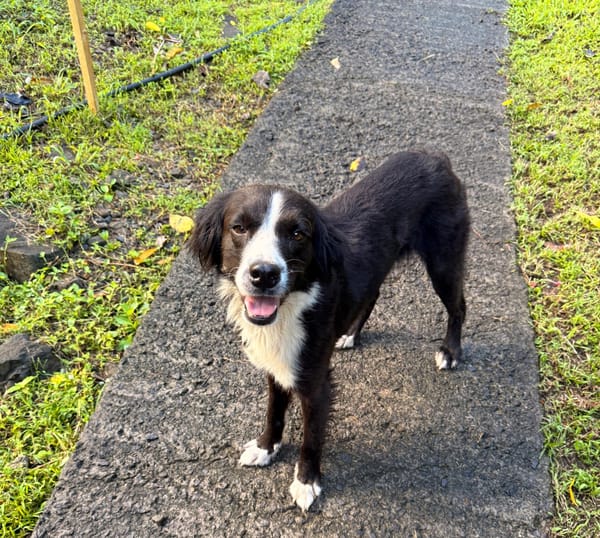JAPPY, Femelle croisée Border Collie