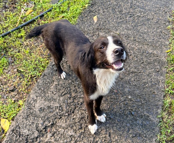 JAPPY, Femelle croisée Border Collie