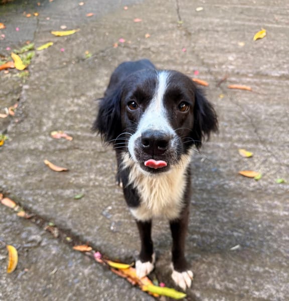 JAPPY, Femelle croisée Border Collie