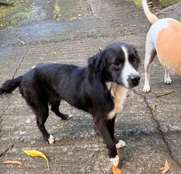 JAPPY, Femelle croisée Border Collie