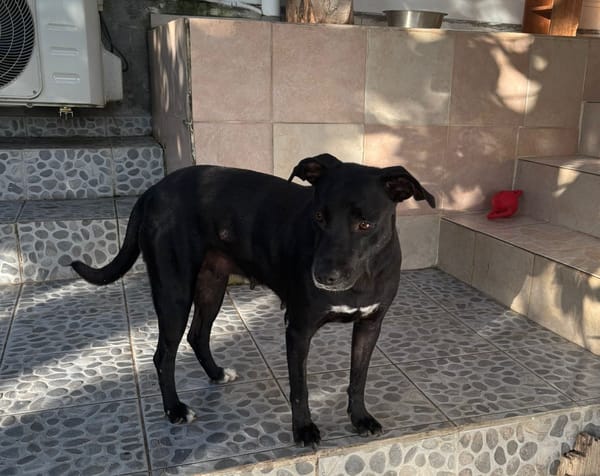 NALLA, Femelle Croisée Labrador