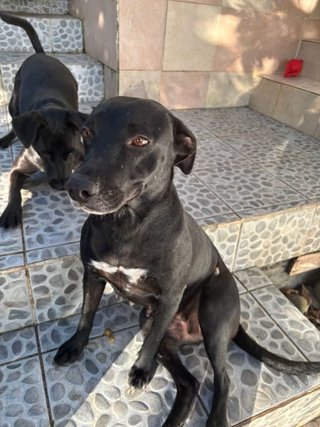 NALLA, Femelle Croisée Labrador