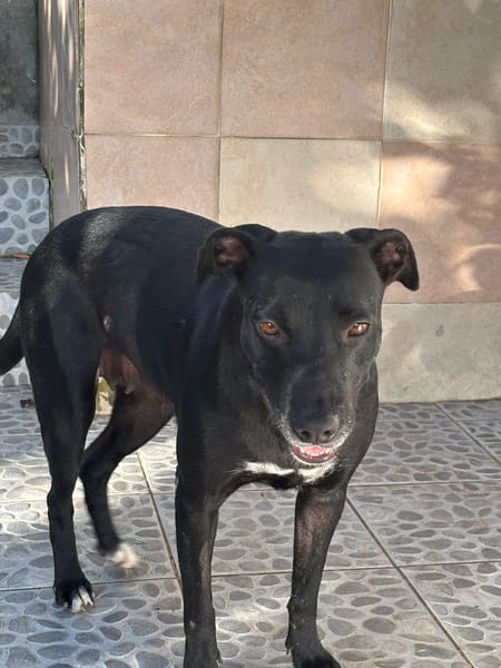 NALLA, Femelle Croisée Labrador