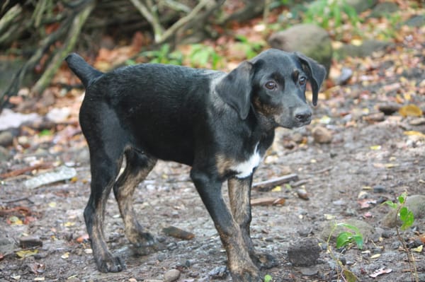 ALOE, chiot Berger Créole, femelle