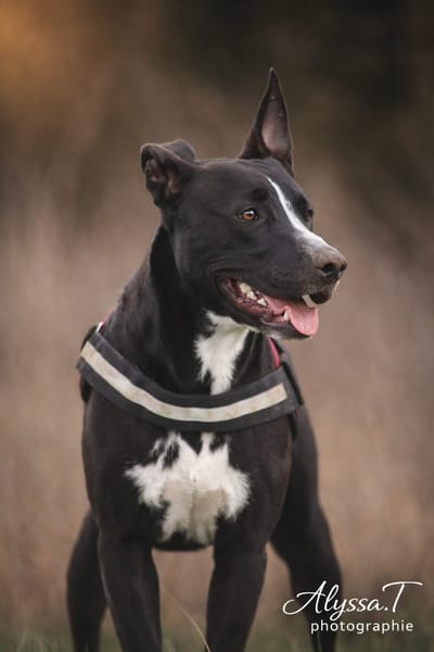 JEÏKO Mâle Berger créole junior, doux et attachant 💛