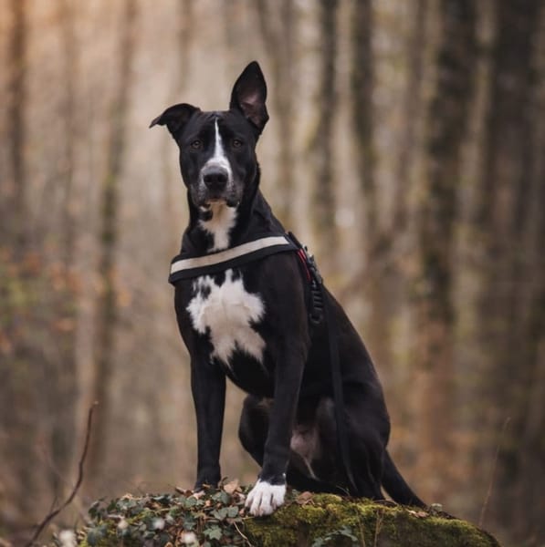 JEÏKO Mâle Berger créole junior, doux et attachant 💛