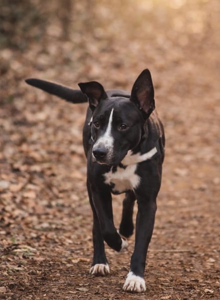 JEÏKO Mâle Berger créole junior, doux et attachant 💛
