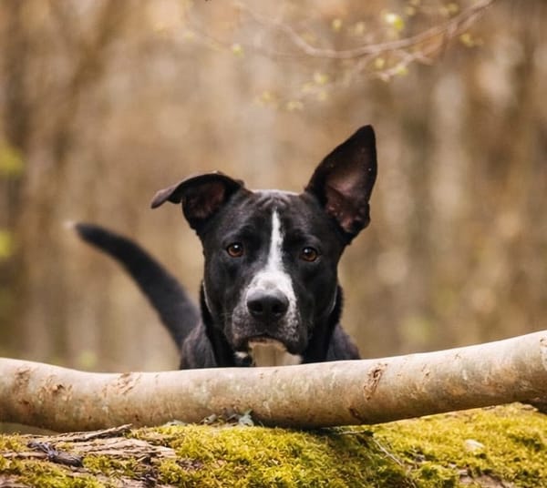 JEÏKO Mâle Berger créole junior, doux et attachant 💛