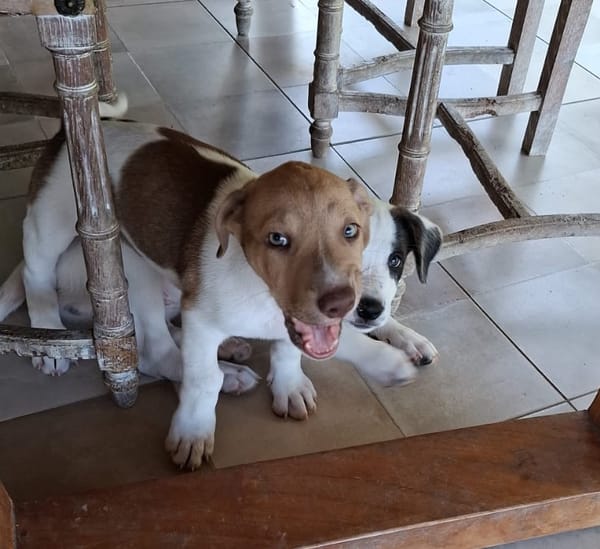 IVOIRE, chiot Berger Créole femelle