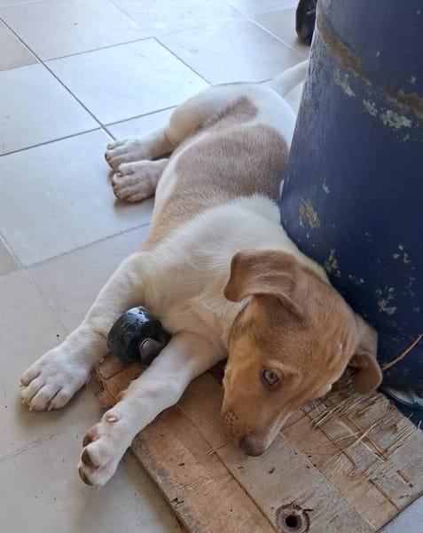 IVOIRE, chiot Berger Créole femelle