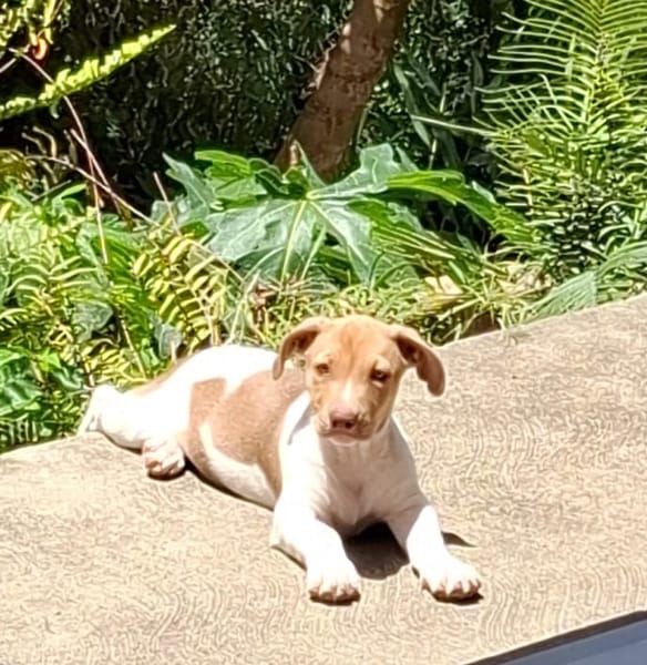 IVOIRE, chiot Berger Créole femelle