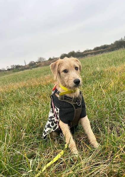 MANHATTAN, Femelle junior croisée