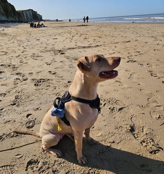 PHOENIX Croisée Labrador Femelle junior