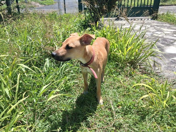 Spark, Mâle, X Berger, né le 20/09/2025🐶