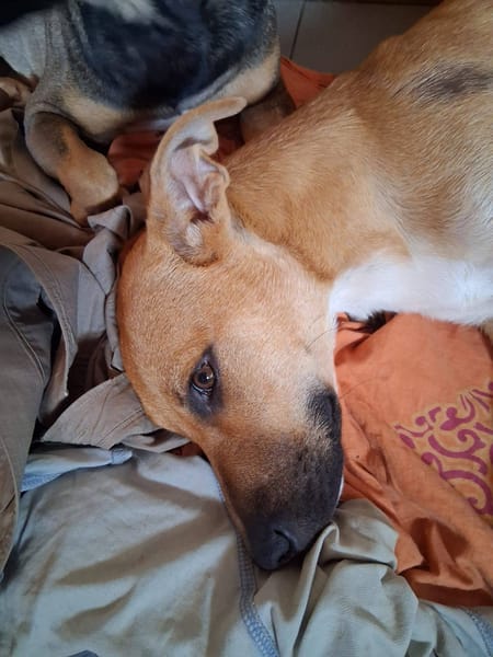 Spark, Mâle, X Berger, né le 20/09/2025🐶