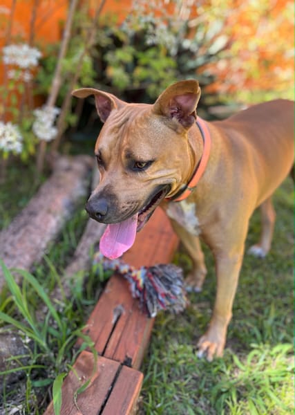 Omy, mâle croisé berger, né le 31/01/2024🐶