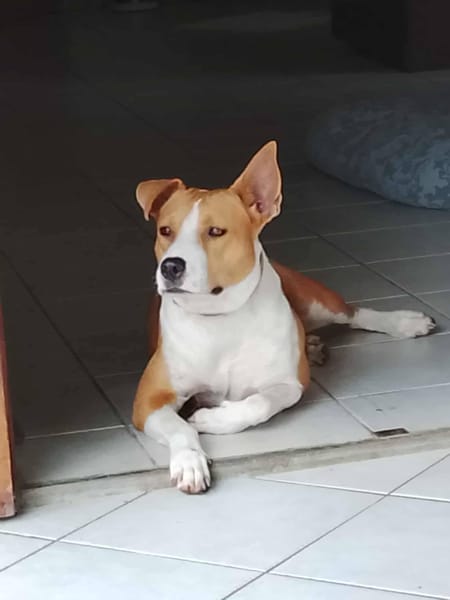 Lizzie, femelle X berger, née le 14/04/2024