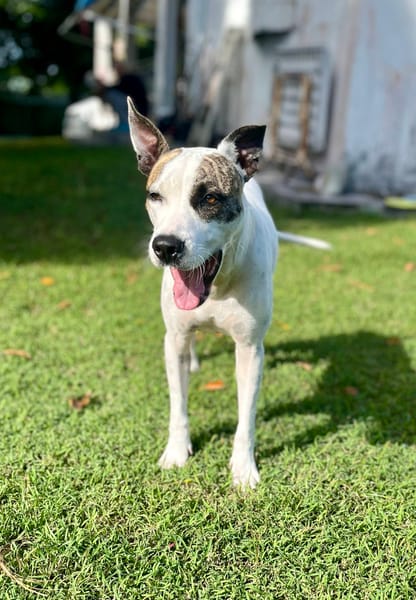 Hanae, femelle croisée berger née le 03/11/2023 🐶