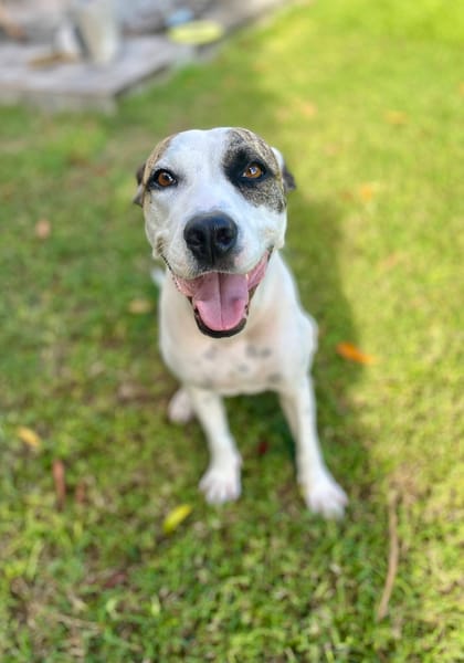 Hanae, femelle croisée berger née le 03/11/2023 🐶