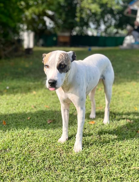 Hanae, femelle croisée berger née le 03/11/2023 🐶