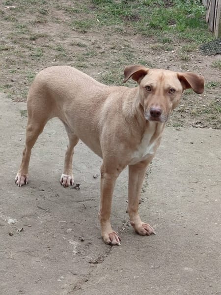 Fifi, mâle croisé berger, né le 15/06/2022 🐶