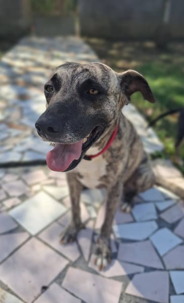 Donna, femelle, croisée berger, née le 10/09/2023