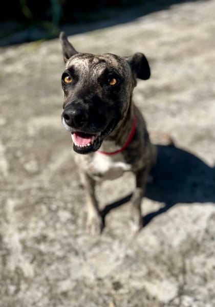 Donna, femelle, croisée berger, née le 10/09/2023