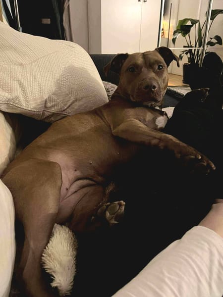 Brooklyn, femelle, Berger X Staffordshire Terrier (Décatégorisée par diagnose), née le 20/04/2022