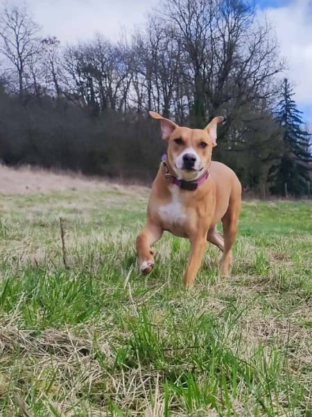 Aéla, femelle croisée berger, née le 15/06/2025 🐶