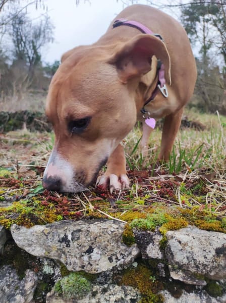 Aéla, femelle croisée berger, née le 15/06/2025 🐶